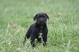 CANE CORSO 1444